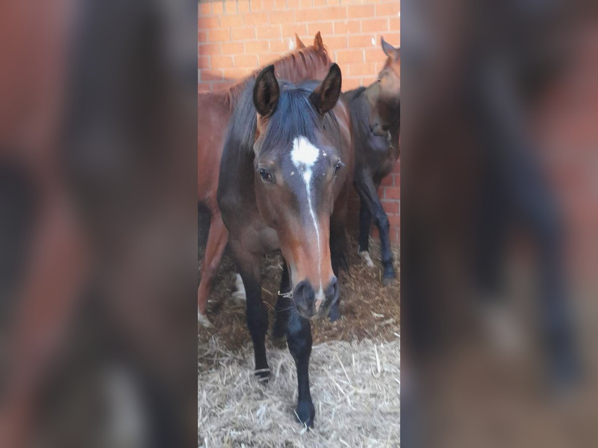 Caballo de deporte alemán Caballo castrado 3 años Castaño oscuro in Bremen