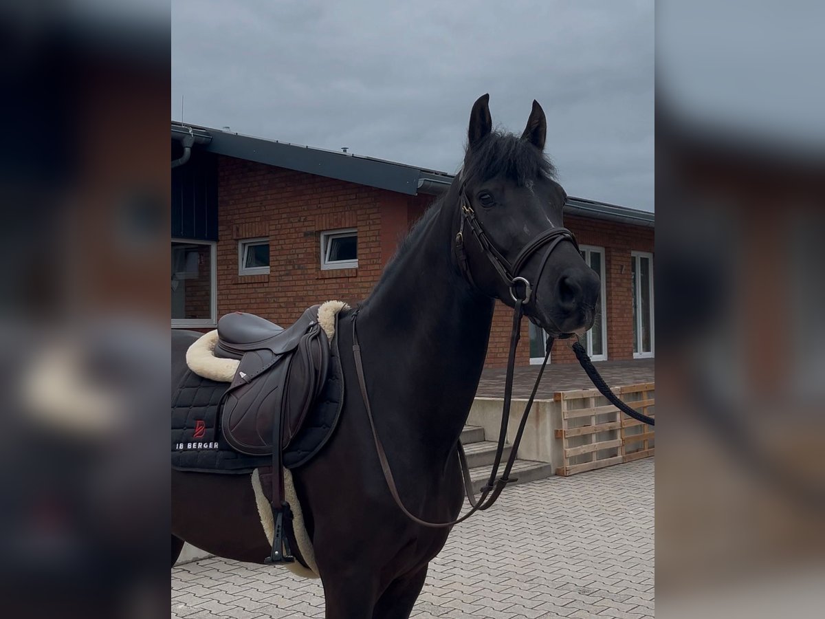 Caballo de deporte alemán Caballo castrado 4 años 153 cm Negro in Durmersheim
