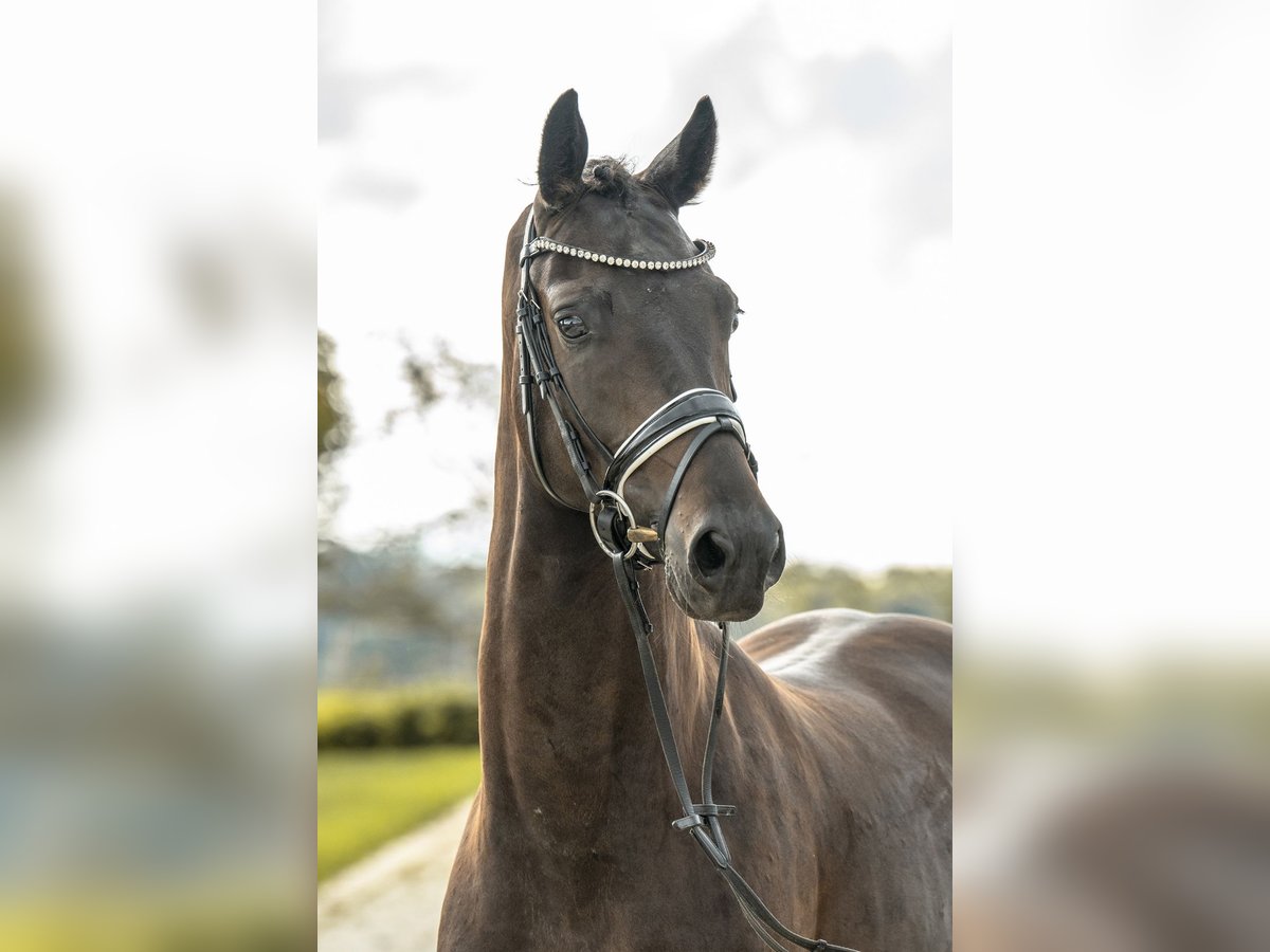 Caballo de deporte alemán Caballo castrado 4 años 156 cm Morcillo in Gomadingen