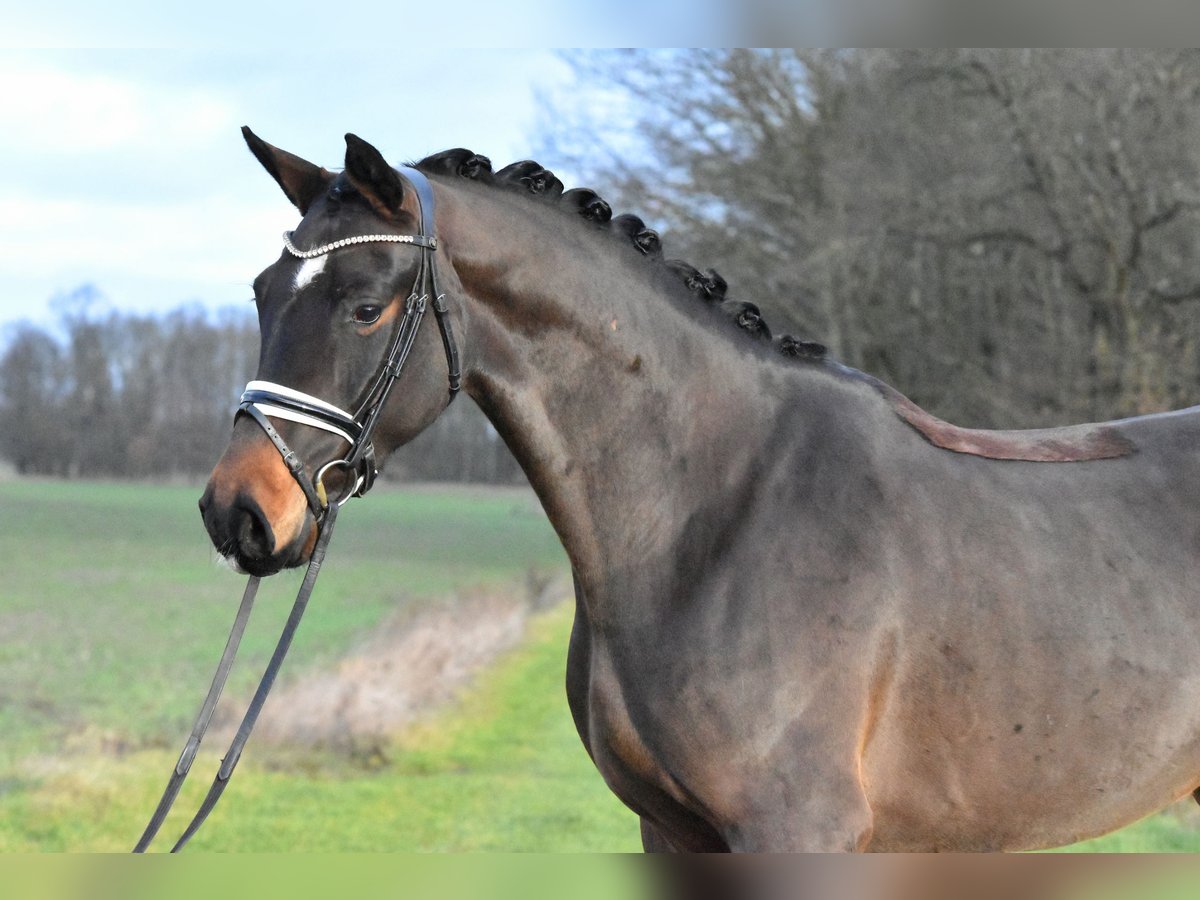 Caballo de deporte alemán Caballo castrado 4 años 158 cm Castaño in Klötze