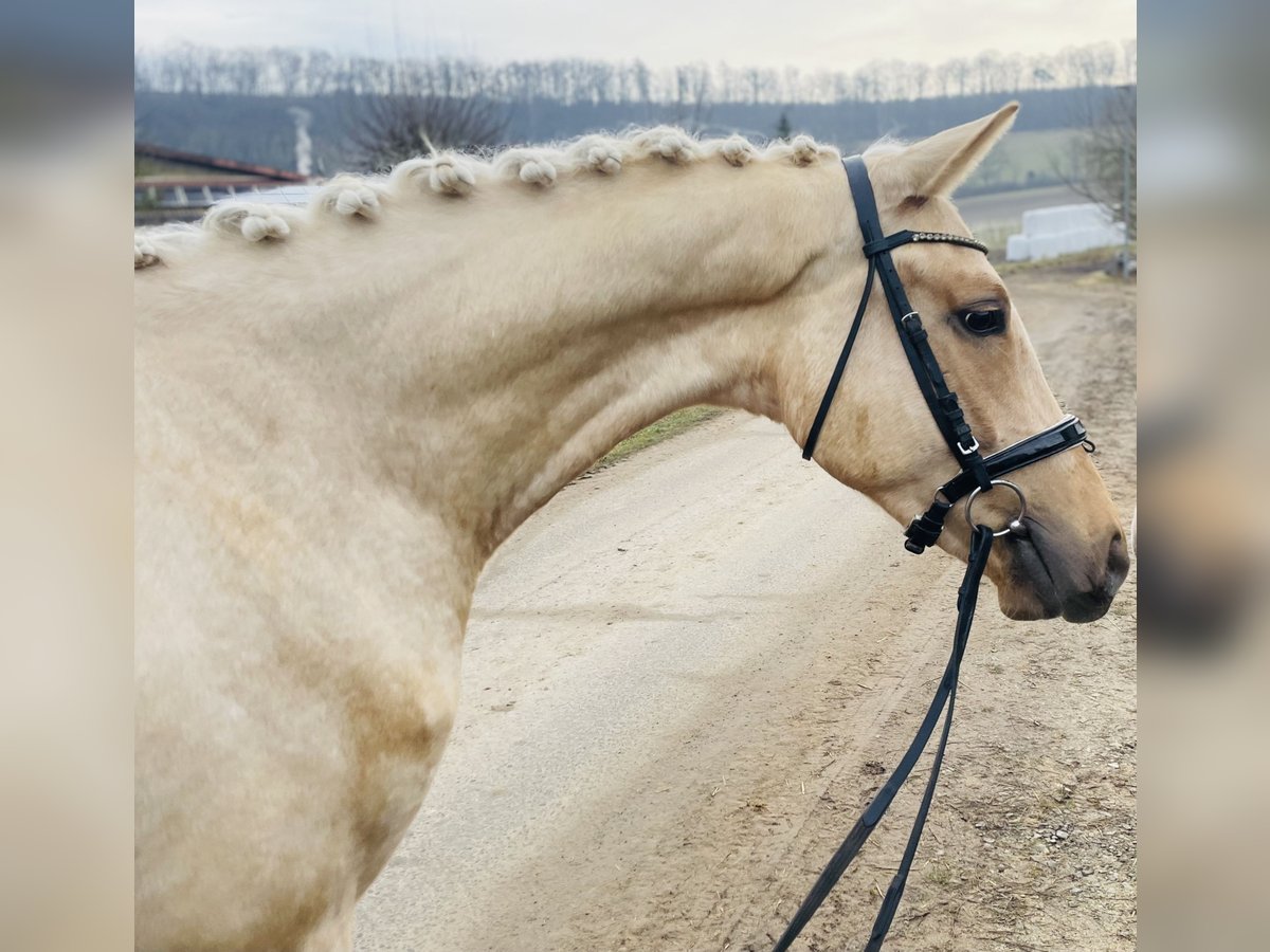 Caballo de deporte alemán Caballo castrado 4 años 161 cm Palomino in Schenklengsfeld