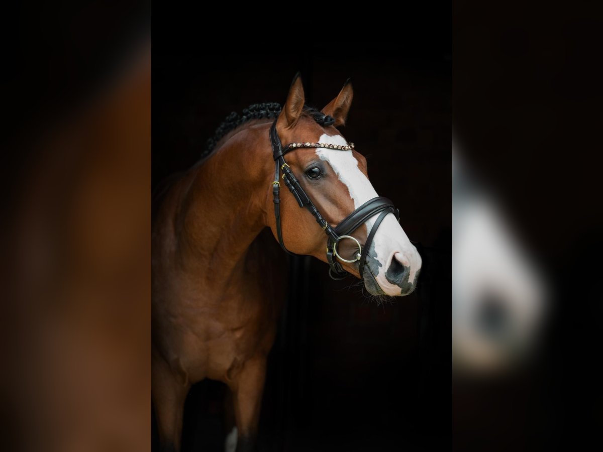 Caballo de deporte alemán Caballo castrado 4 años 162 cm Castaño in Mietingen