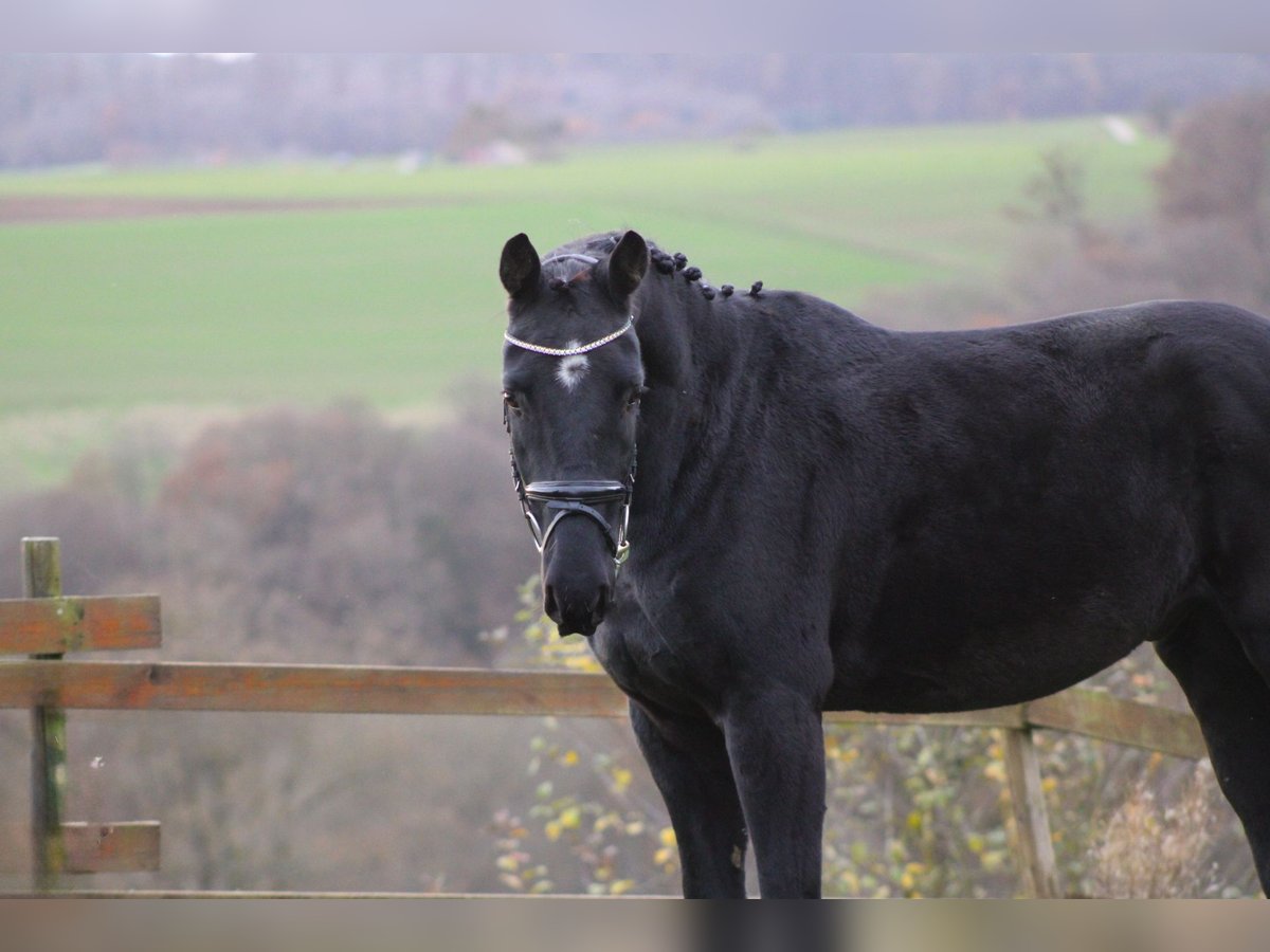 Caballo de deporte alemán Caballo castrado 4 años 163 cm Negro in Holzheim