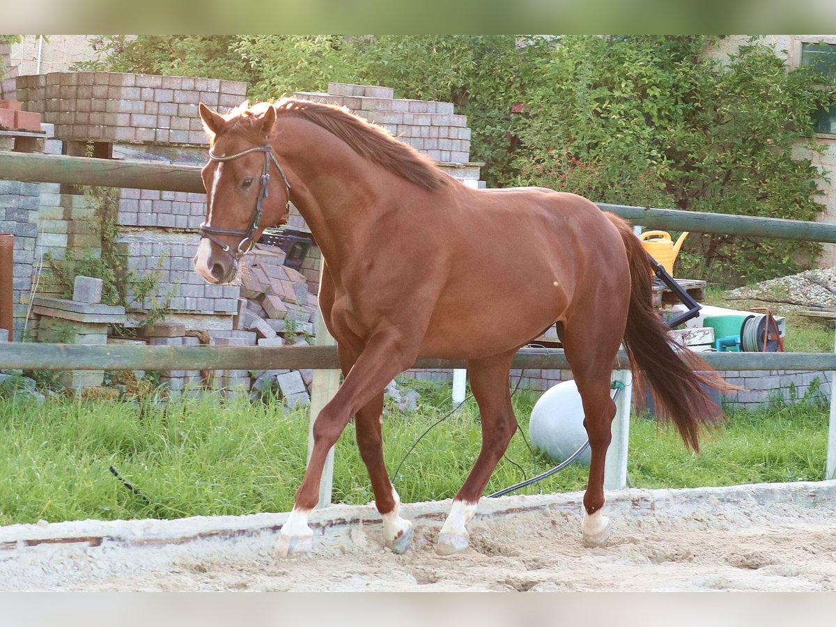 Caballo de deporte alemán Caballo castrado 4 años 165 cm Alazán in Mechernich