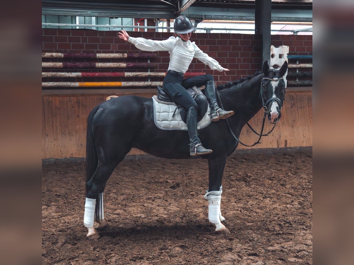 Caballo de deporte alemán Caballo castrado 4 años 165 cm in Dorsten