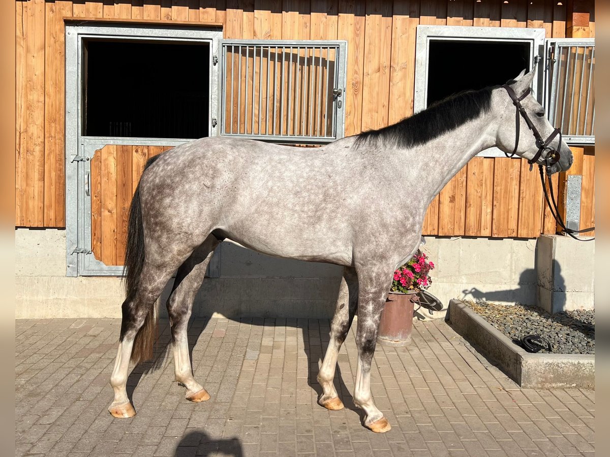 Caballo de deporte alemán Caballo castrado 4 años 165 cm in Kirkel