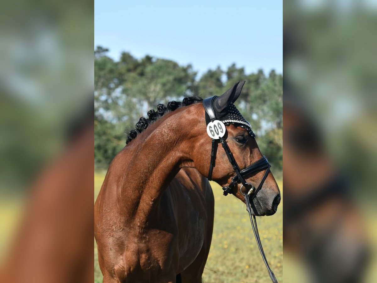 Caballo de deporte alemán Caballo castrado 4 años 165 cm Castaño in Kamern