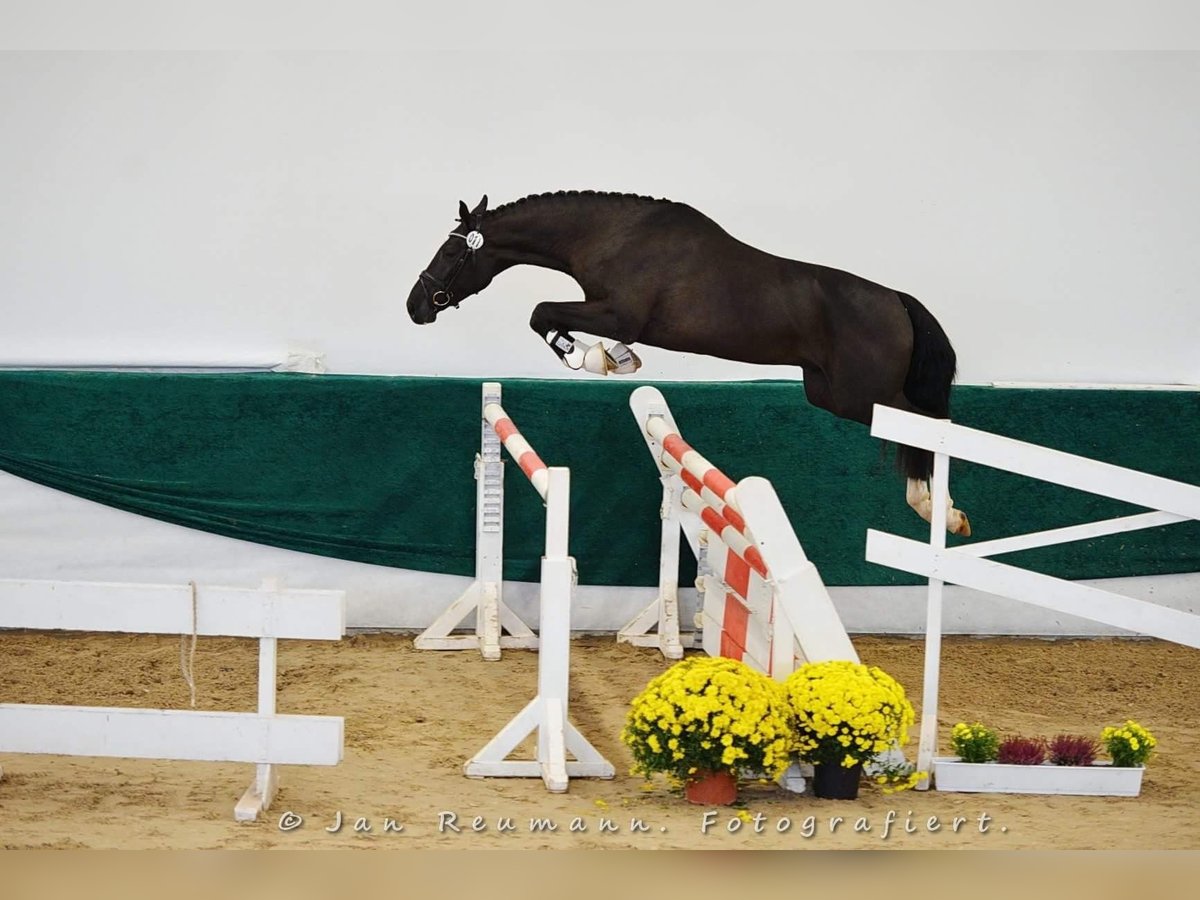 Caballo de deporte alemán Caballo castrado 4 años 165 cm Negro in Neunkirchen