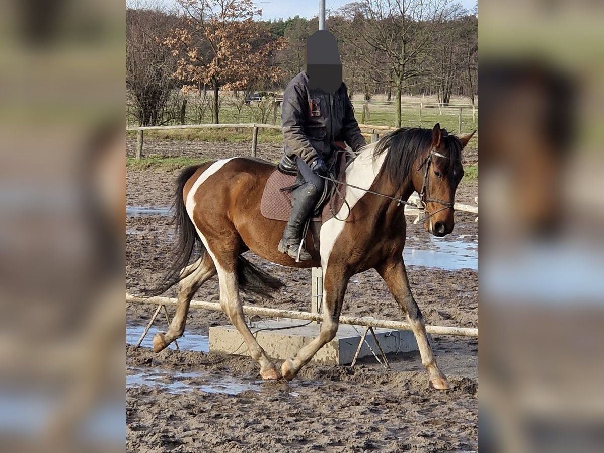 Caballo de deporte alemán Caballo castrado 4 años 165 cm Pío in Barleben