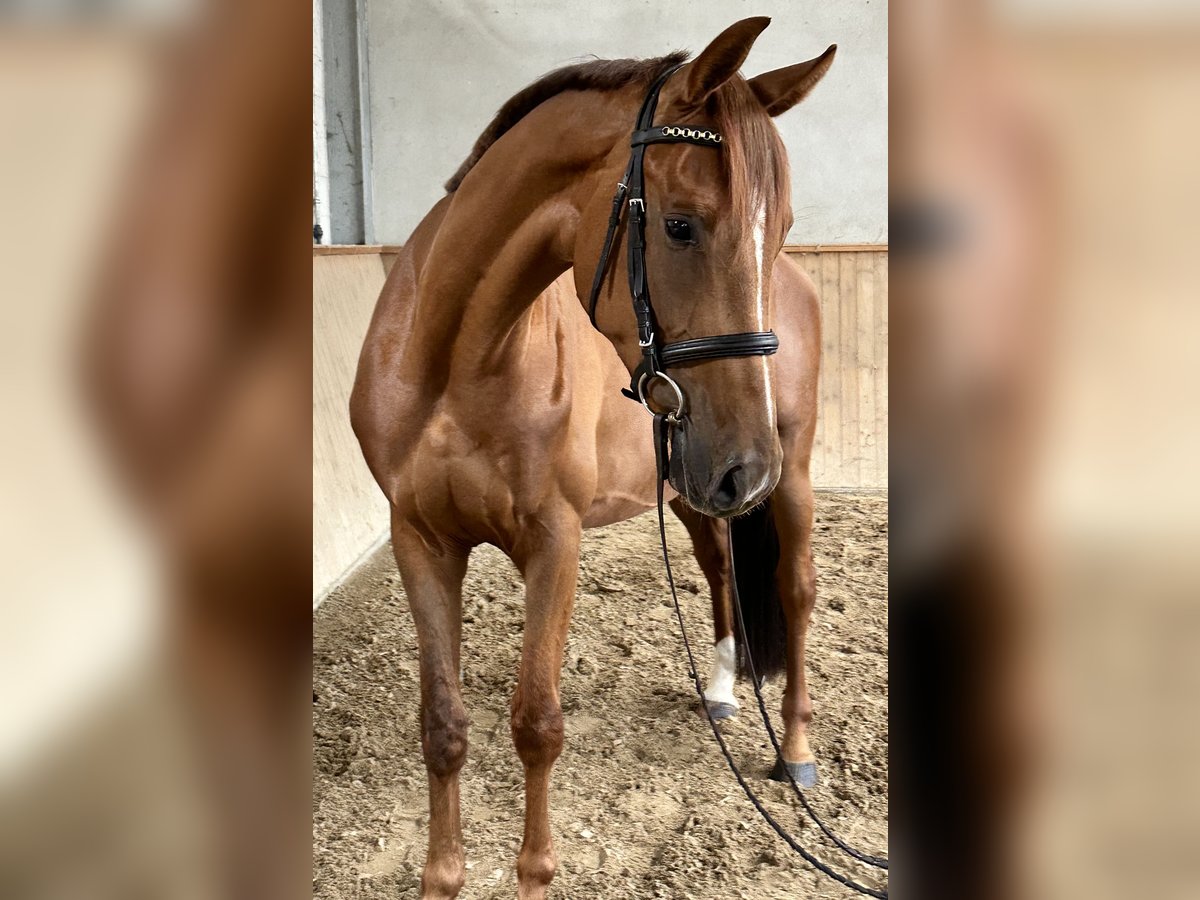 Caballo de deporte alemán Caballo castrado 4 años 166 cm Alazán in Michaelisbruch