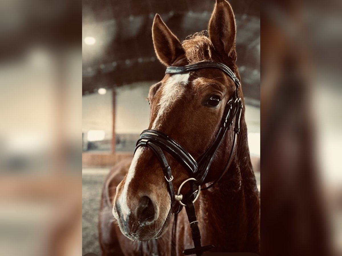 Caballo de deporte alemán Caballo castrado 4 años 166 cm Alazán-tostado in Salzburg