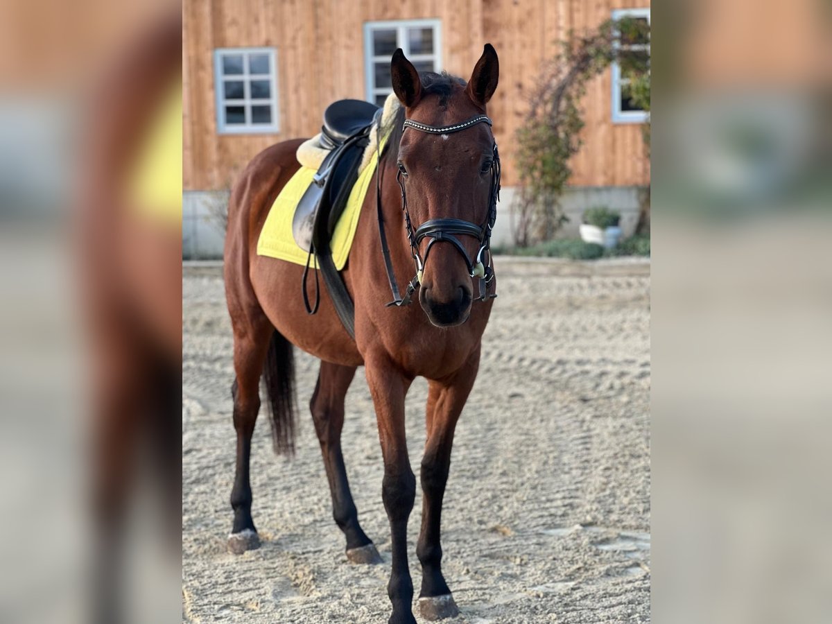 Caballo de deporte alemán Caballo castrado 4 años 166 cm Castaño in Passail