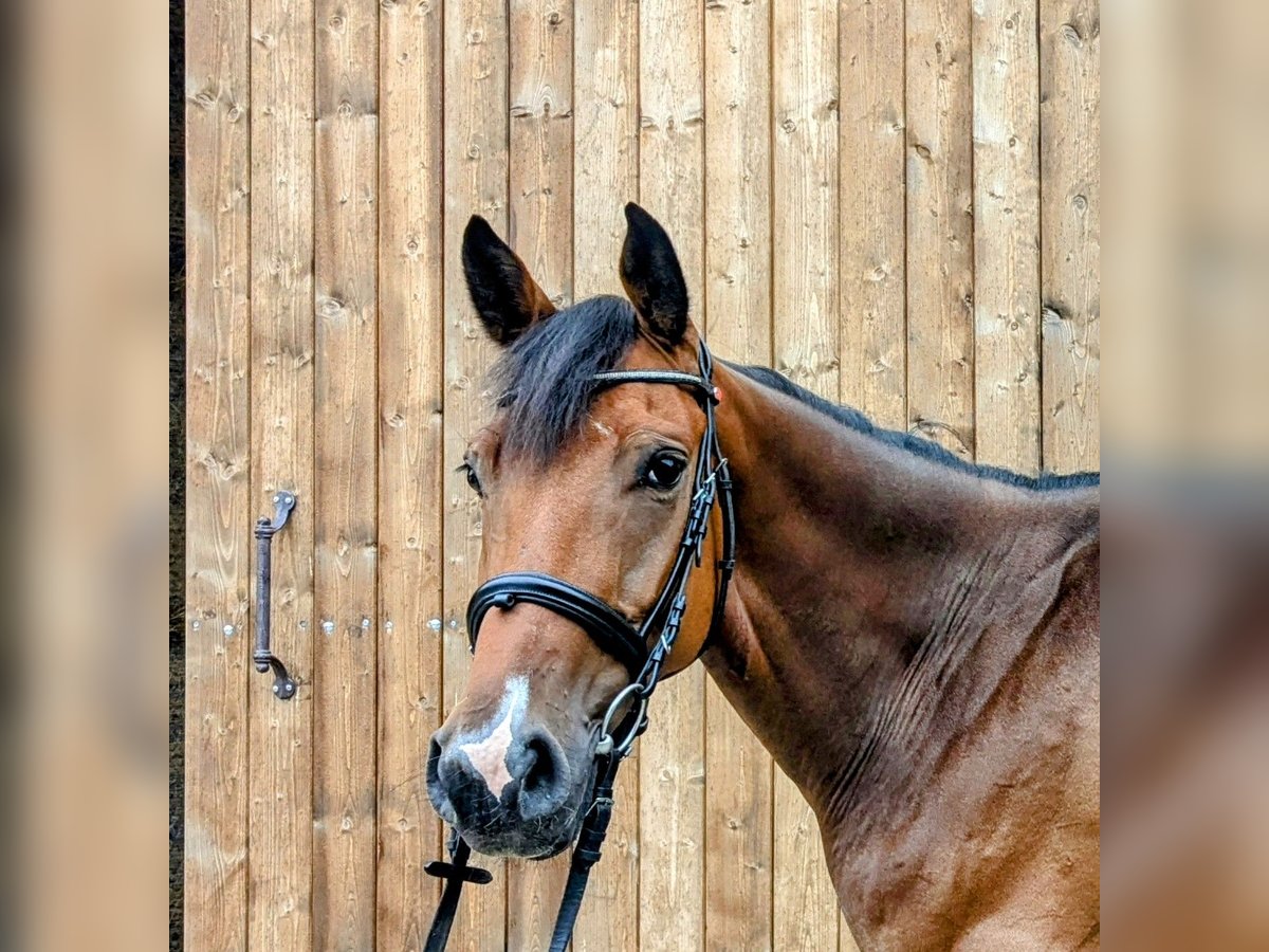 Caballo de deporte alemán Caballo castrado 4 años 166 cm Castaño in Altenberge