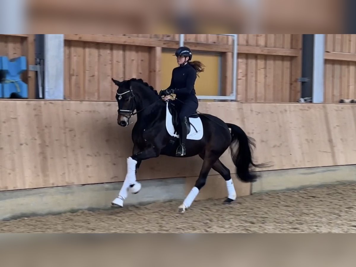 Caballo de deporte alemán Caballo castrado 4 años 166 cm Castaño oscuro in Ampfing