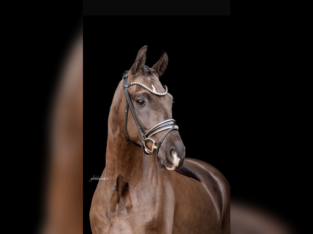 Caballo de deporte alemán Caballo castrado 4 años 166 cm Negro in Lehrberg