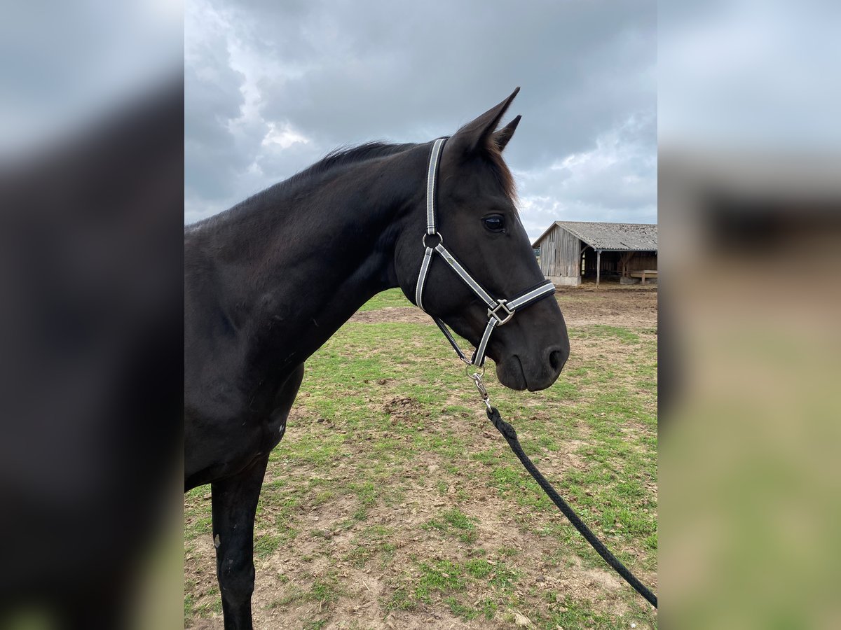 Caballo de deporte alemán Caballo castrado 4 años 166 cm Negro in Schopfloch