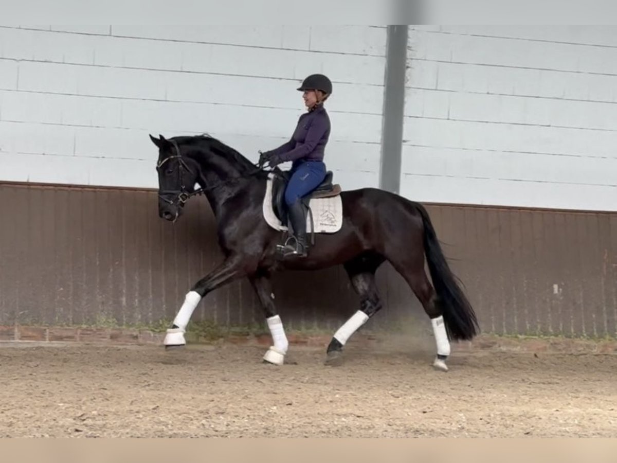 Caballo de deporte alemán Caballo castrado 4 años 166 cm Negro in Lohne (Oldenburg)