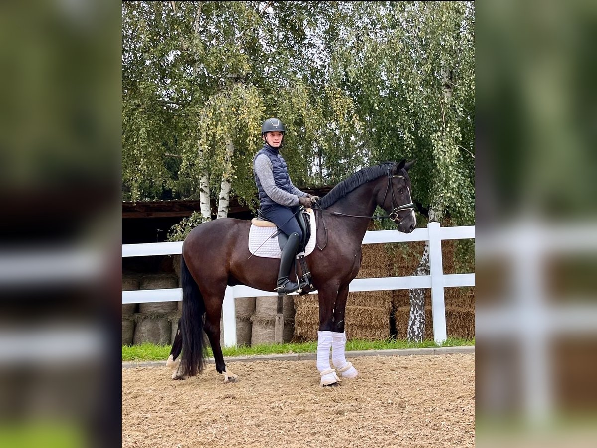 Caballo de deporte alemán Caballo castrado 4 años 166 cm Negro in Reinsdorf