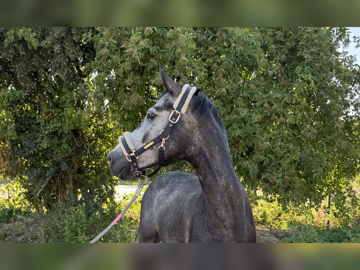 Caballo de deporte alemán Caballo castrado 4 años 166 cm Tordo in Grevenbroich