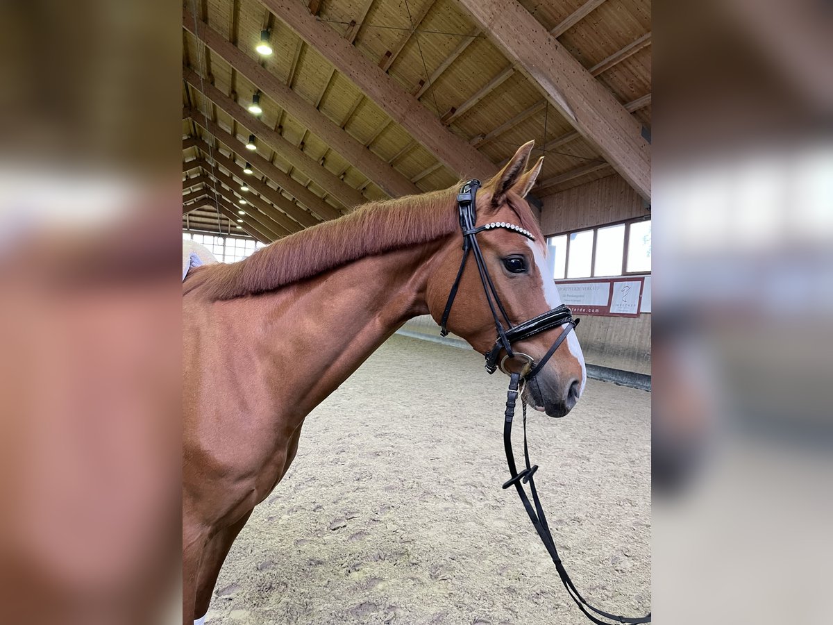 Caballo de deporte alemán Caballo castrado 4 años 167 cm Alazán in Bernried