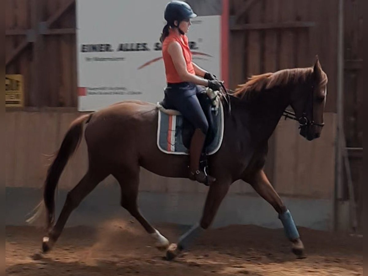 Caballo de deporte alemán Caballo castrado 4 años 167 cm Alazán in Ilmtal-Weinstra&#xDF;e