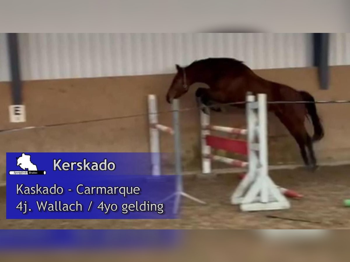 Caballo de deporte alemán Caballo castrado 4 años 167 cm Castaño in Gadow