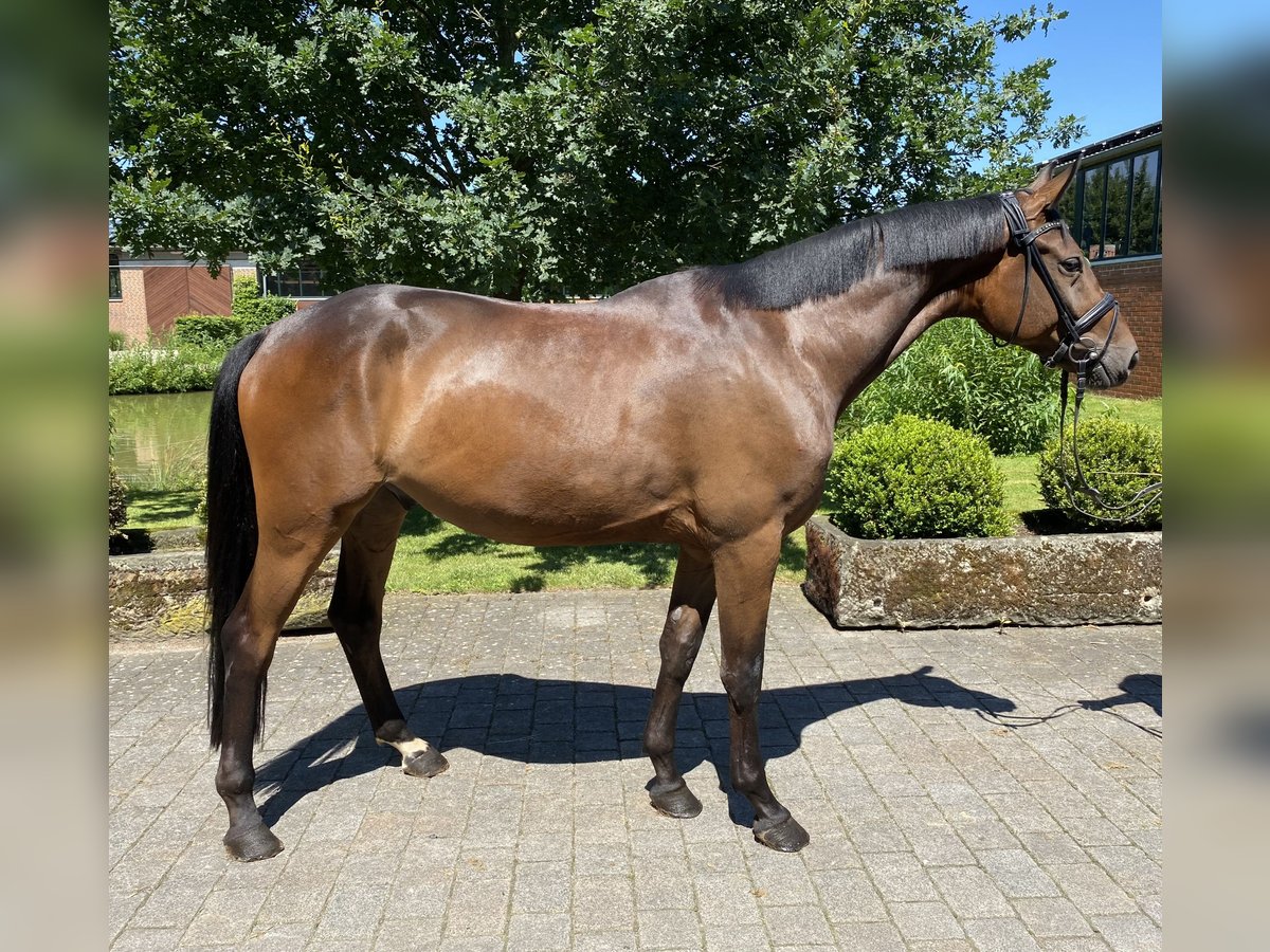 Caballo de deporte alemán Caballo castrado 4 años 167 cm Castaño oscuro in Altenberge