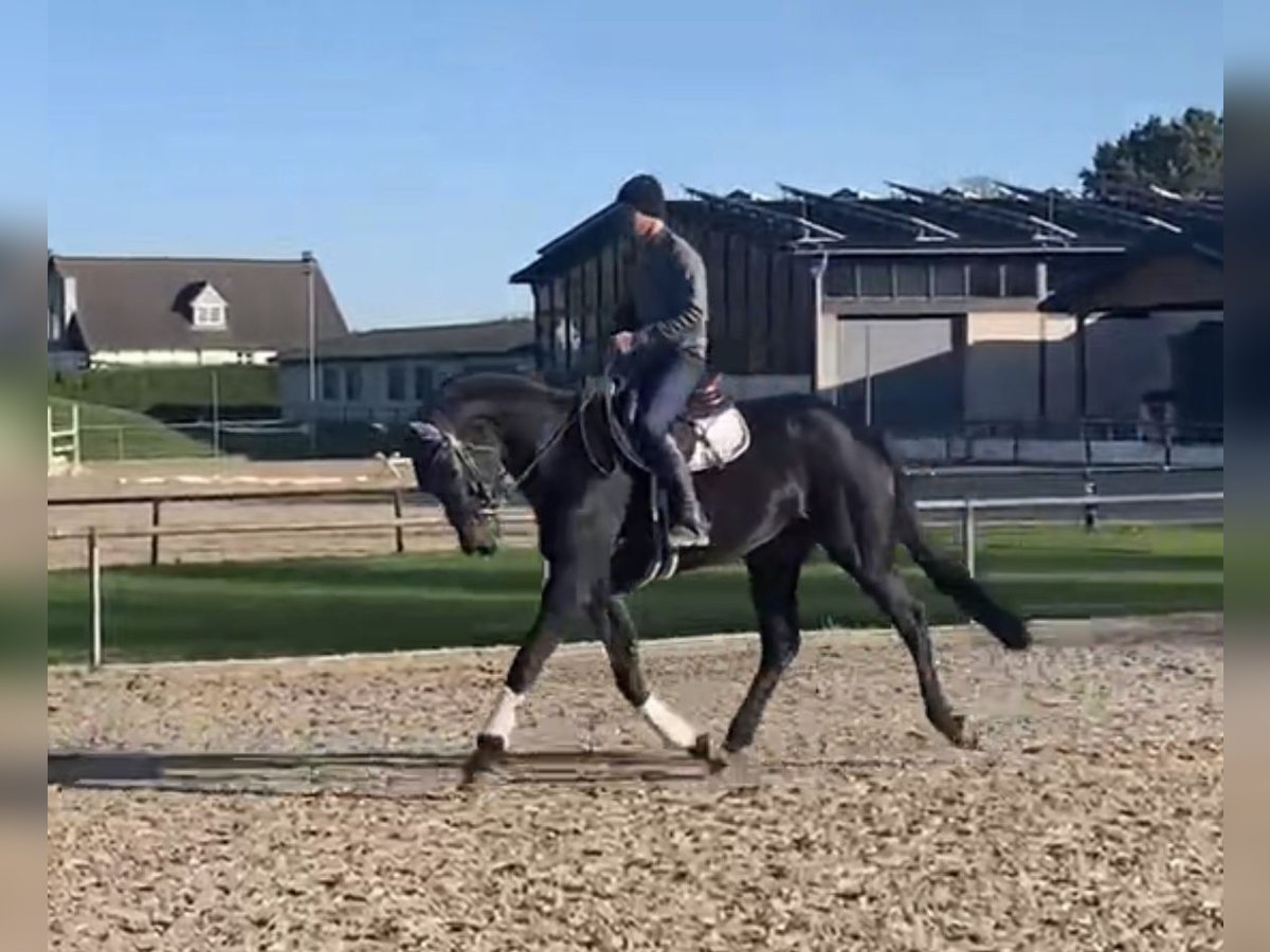 Caballo de deporte alemán Caballo castrado 4 años 167 cm Castaño oscuro in Hamm