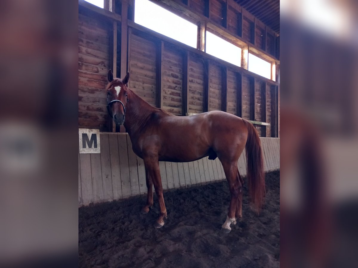 Caballo de deporte alemán Caballo castrado 4 años 168 cm Alazán in Osthausen-Wülfershausen