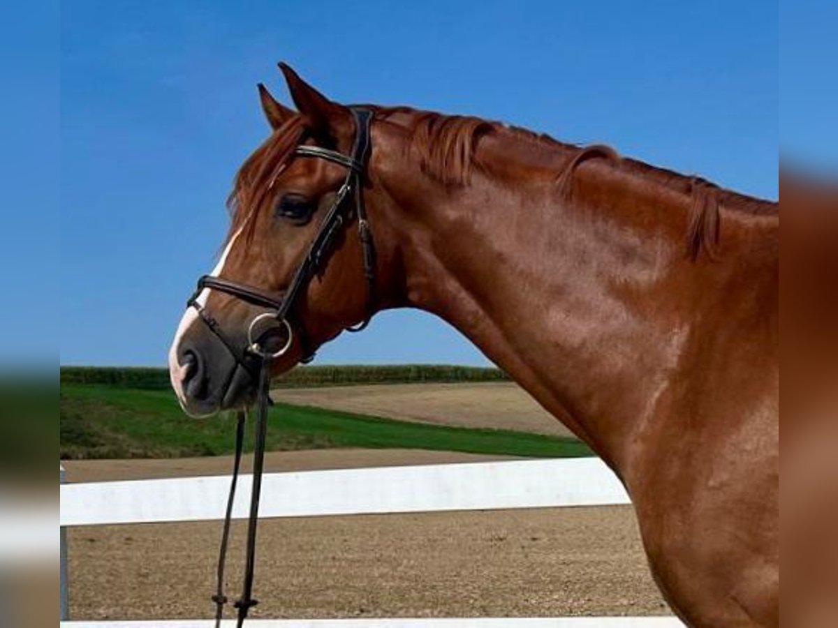 Caballo de deporte alemán Caballo castrado 4 años 168 cm Alazán in Allershausen