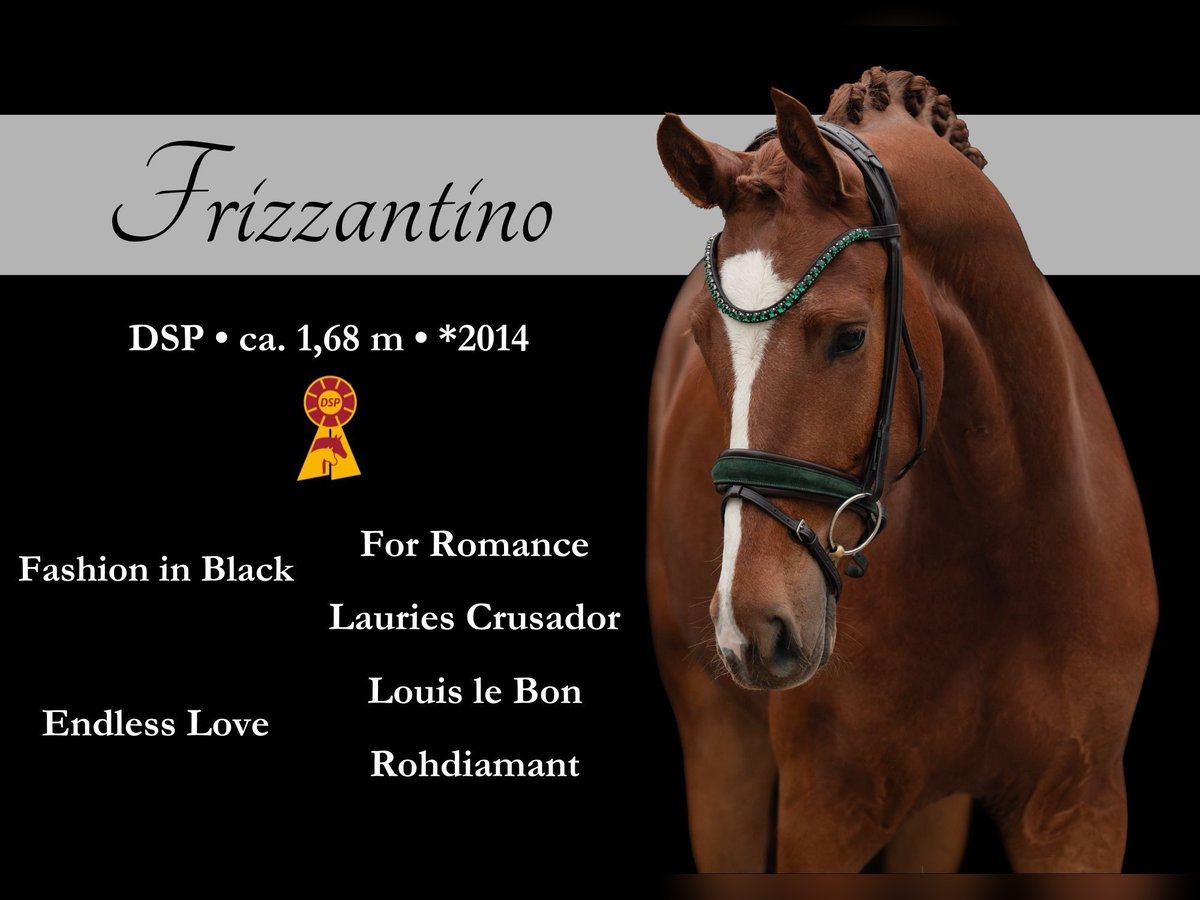 Caballo de deporte alemán Caballo castrado 4 años 168 cm Alazán in Wehringen