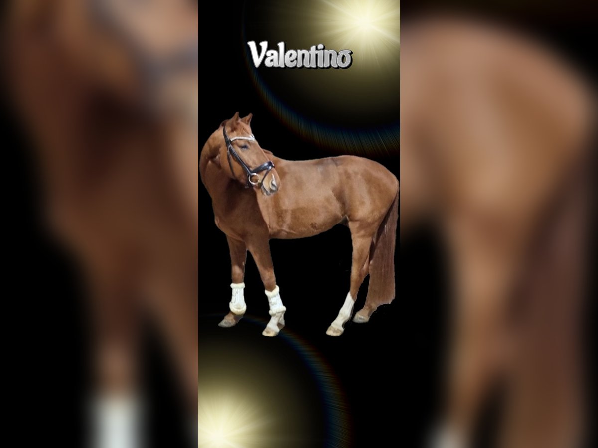 Caballo de deporte alemán Caballo castrado 4 años 168 cm Alazán in Niederstotzingen