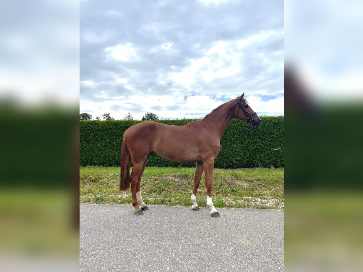 Caballo de deporte alemán Caballo castrado 4 años 168 cm Alazán in Gerstetten