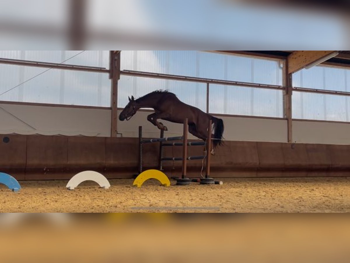 Caballo de deporte alemán Caballo castrado 4 años 168 cm Alazán in R&#xF6;tha