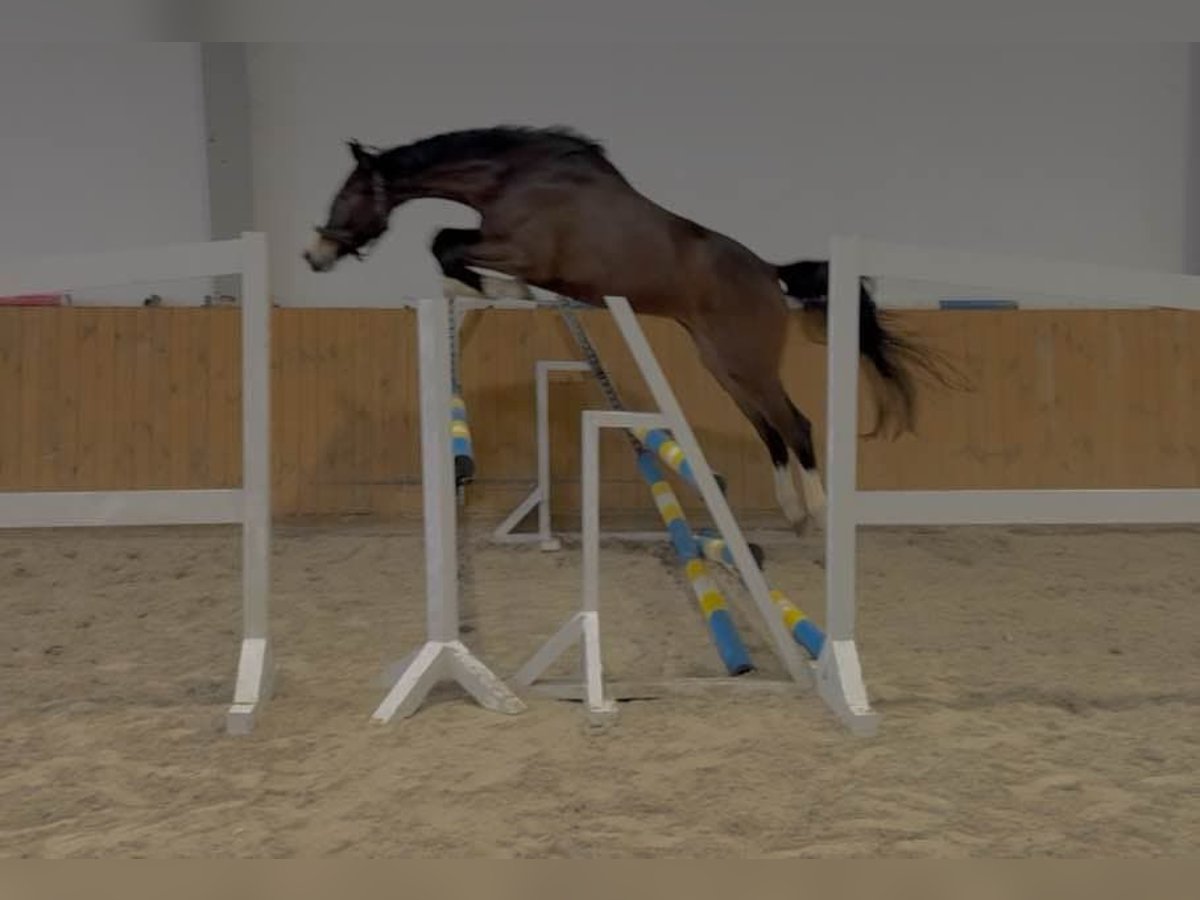 Caballo de deporte alemán Caballo castrado 4 años 168 cm in KRAJENKA