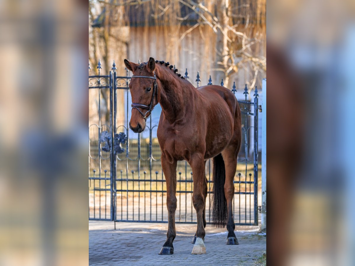 Caballo de deporte alemán Caballo castrado 4 años 168 cm Castaño in Bodenkirchen