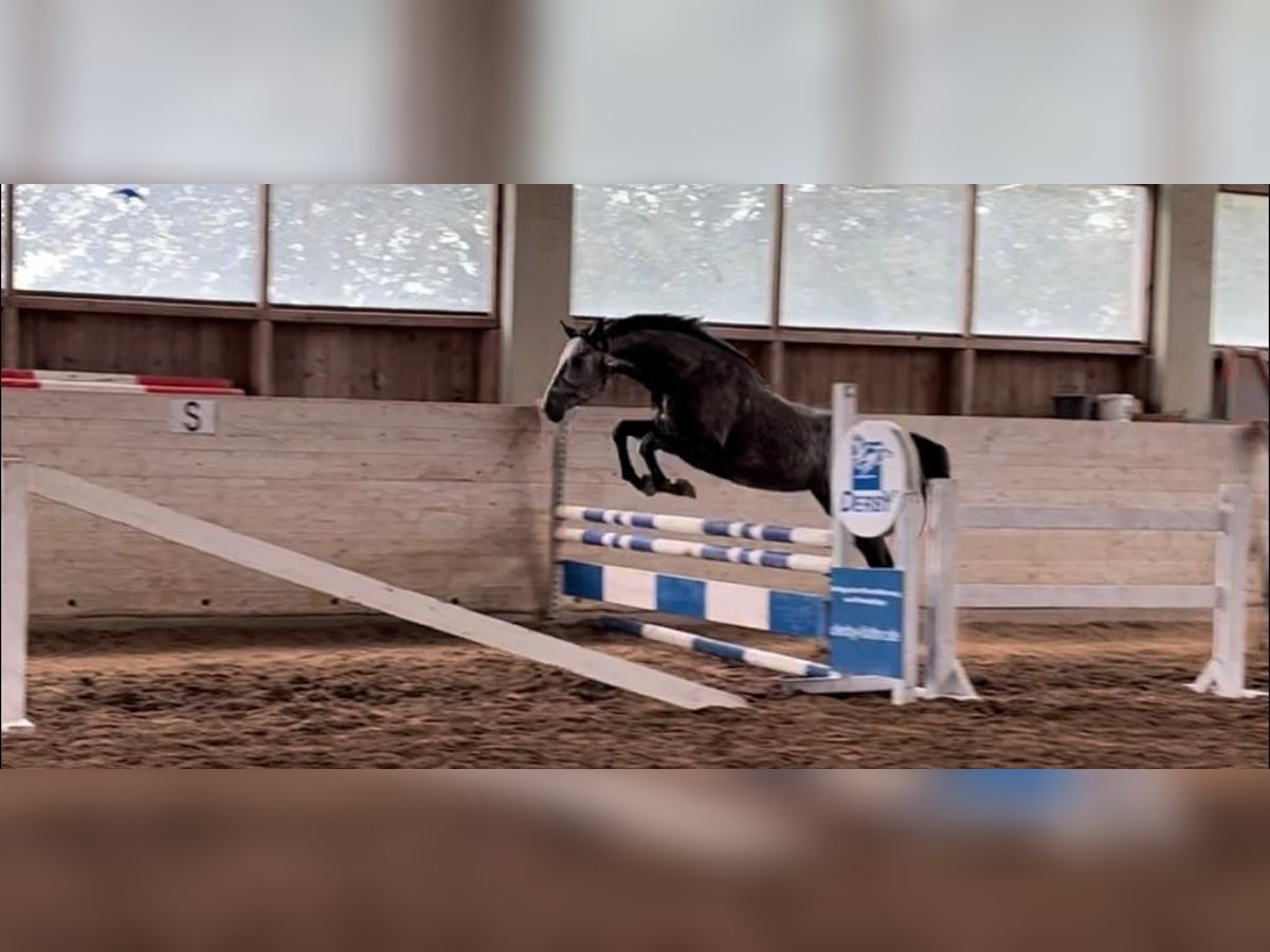 Caballo de deporte alemán Caballo castrado 4 años 168 cm Tordo in Mattsee