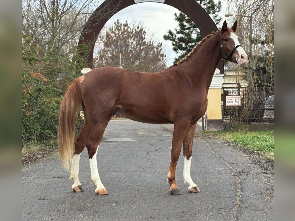 Caballo de deporte alemán Caballo castrado 4 años 169 cm Alazán-tostado in Kecskemét