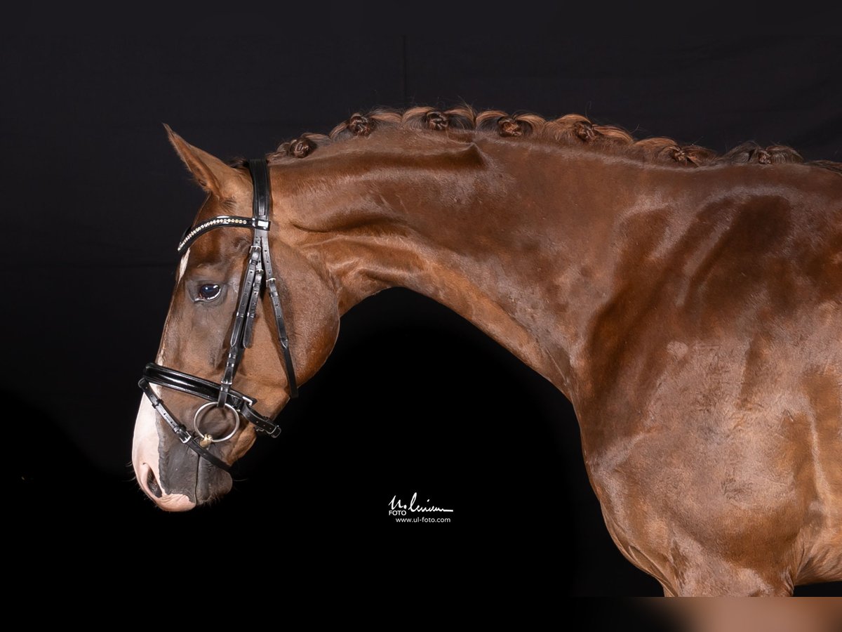 Caballo de deporte alemán Caballo castrado 4 años 169 cm Alazán-tostado in Herrenberg