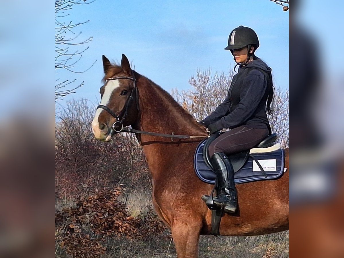 Caballo de deporte alemán Caballo castrado 4 años 169 cm Castaño claro in Kapuvár