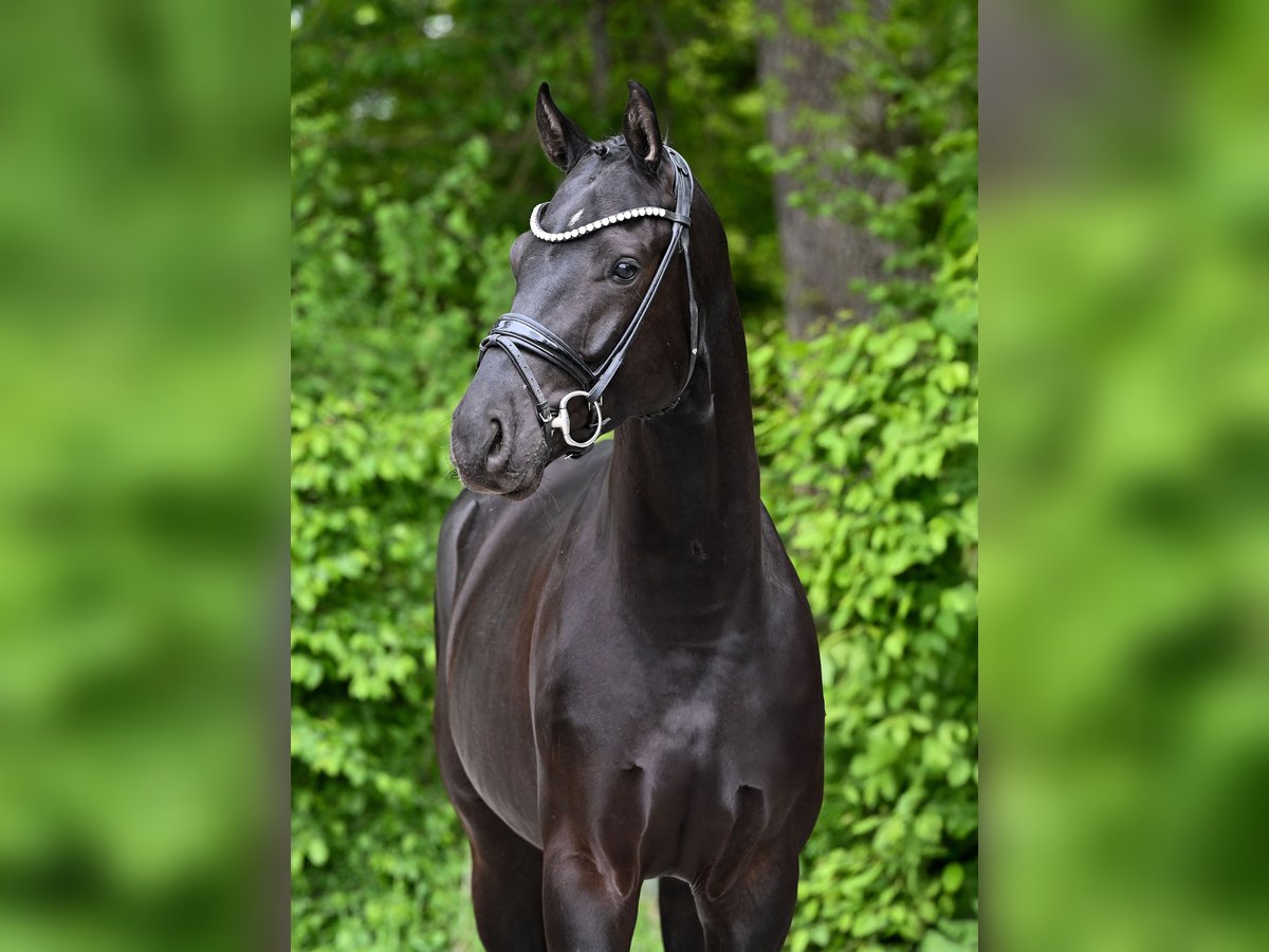 Caballo de deporte alemán Caballo castrado 4 años 169 cm Negro in Ostrach