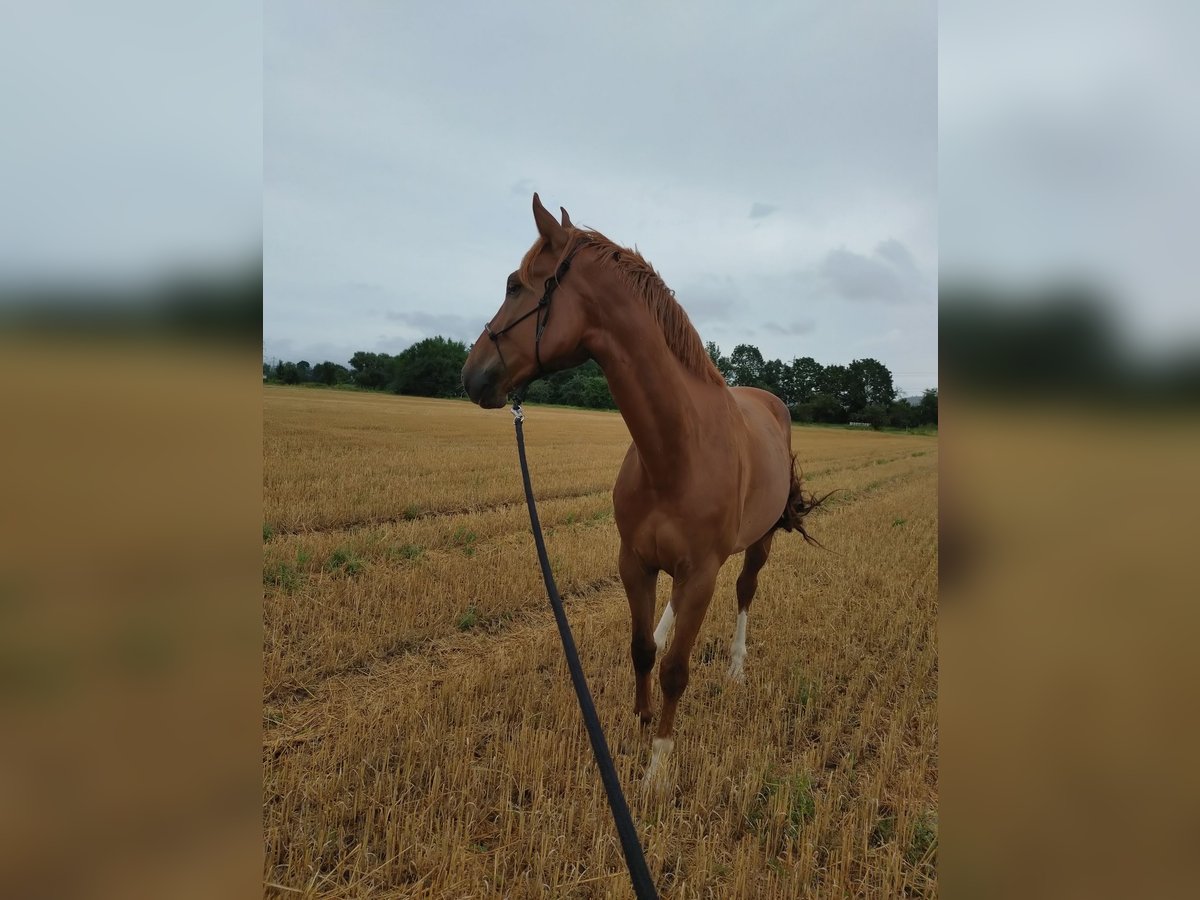 Caballo de deporte alemán Caballo castrado 4 años 170 cm Alazán in Weinheim