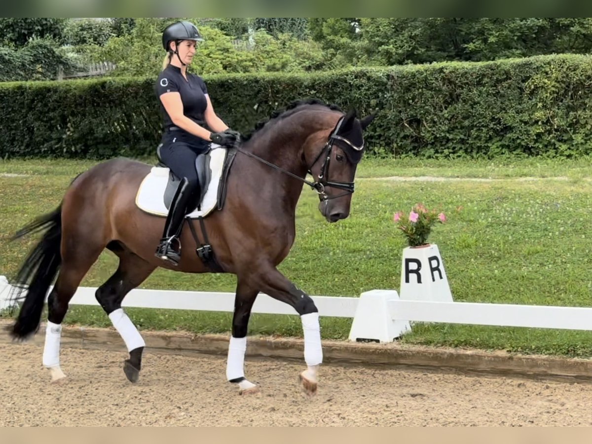 Caballo de deporte alemán Caballo castrado 4 años 170 cm Castaño in Rottenburg an der Laaber