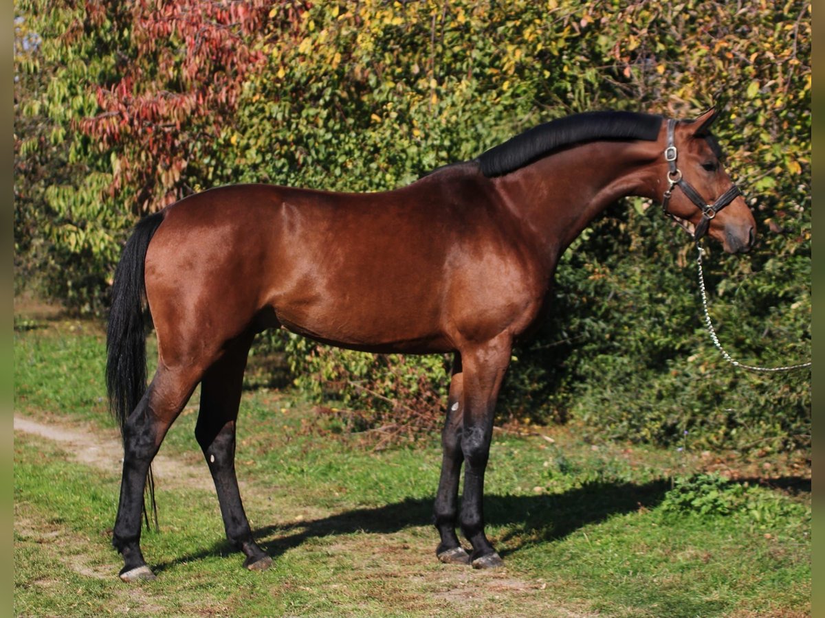Caballo de deporte alemán Caballo castrado 4 años 170 cm Castaño in Szarvas