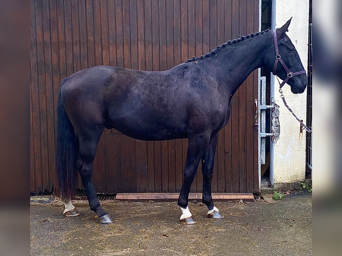 Caballo de deporte alemán Caballo castrado 4 años 170 cm Negro in Worms