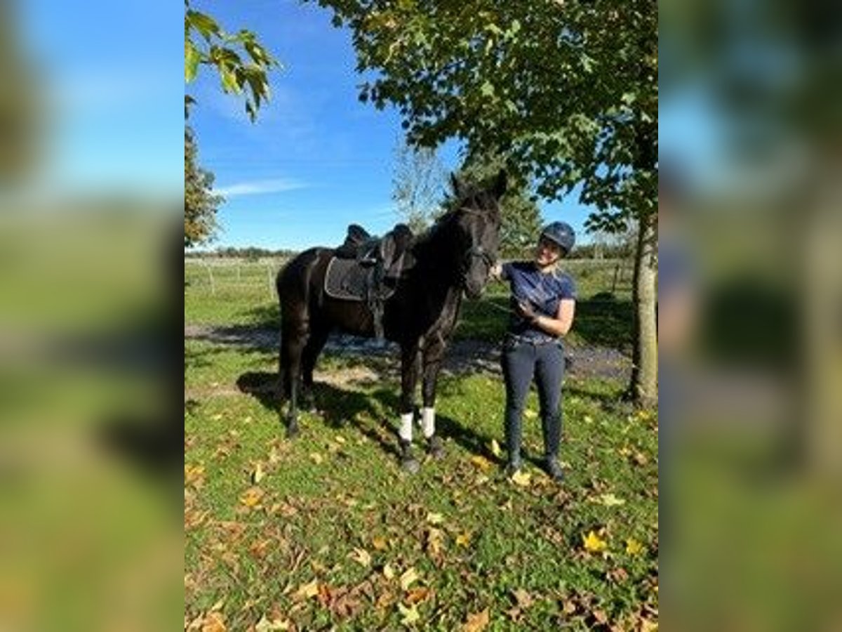 Caballo de deporte alemán Caballo castrado 4 años 170 cm Negro in Karlsfeld