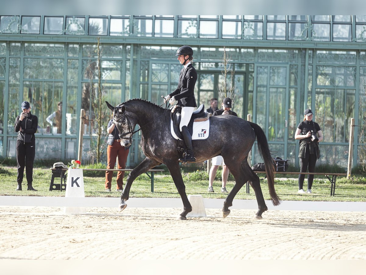 Caballo de deporte alemán Caballo castrado 4 años 170 cm Tordo in Friesack