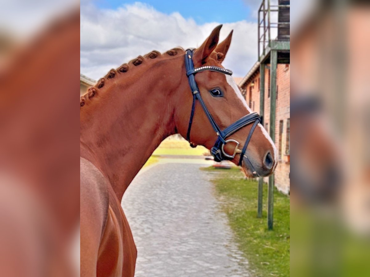 Caballo de deporte alemán Caballo castrado 4 años 172 cm Alazán in Neustadt (Dosse)