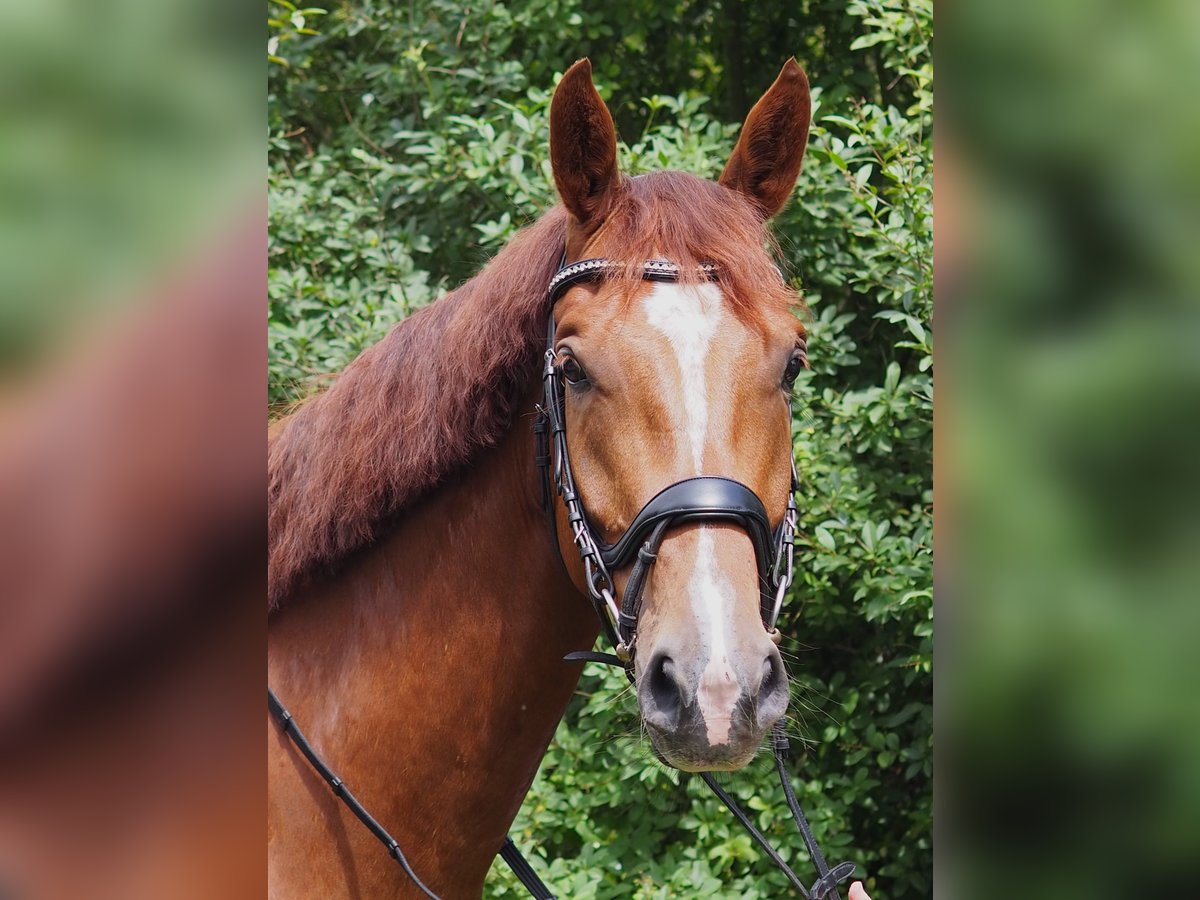 Caballo de deporte alemán Caballo castrado 4 años 172 cm Alazán in Brieselang