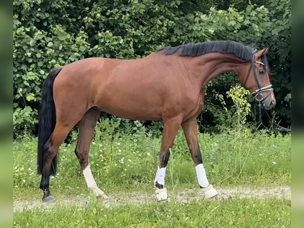 Caballo de deporte alemán Caballo castrado 4 años 172 cm Castaño in Pliening